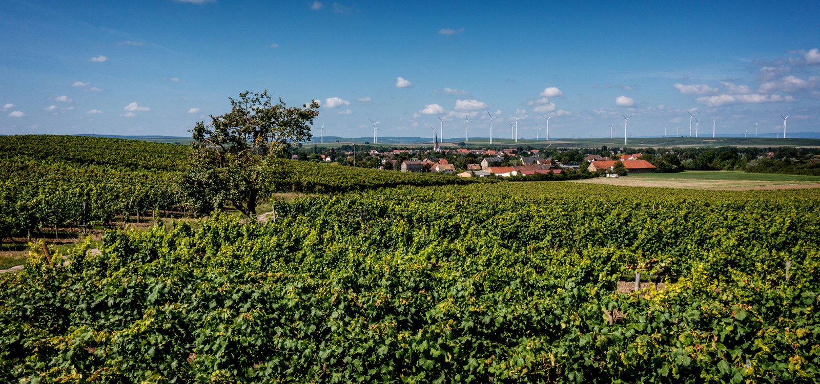 Armsheimer Goldstückchen Armsheimer Goldstückchen