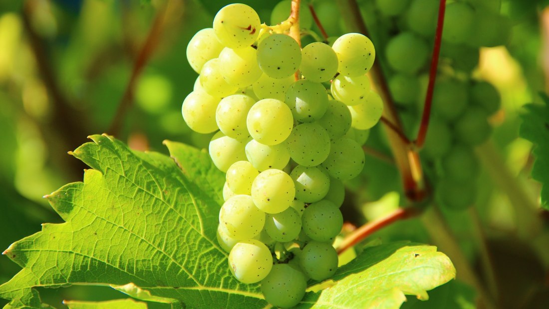 grapes-276070_1920, © free grapes-276070_1920, © free