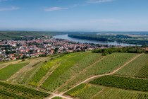 Niersteiner Parterberg-DJI_0222-178, © Torsten Silz Niersteiner Parterberg-DJI_0222-178, © Torsten Silz