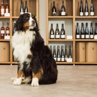 Vinothek im Weingut Paulinenhof 5 © Carsten Costard Vinothek im Weingut Paulinenhof 5 © Carsten Costard