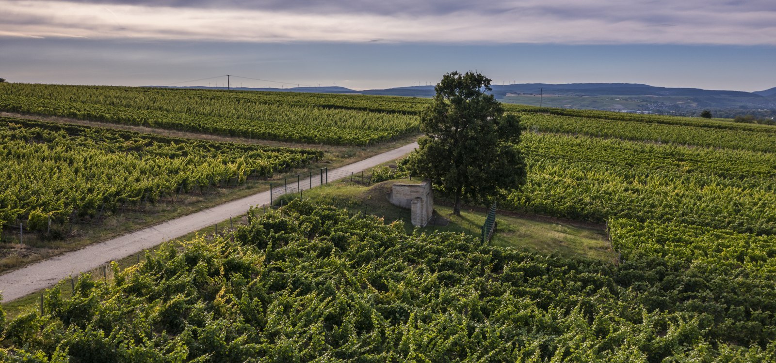 Biebelsheimer Kieselberg Biebelsheimer Kieselberg