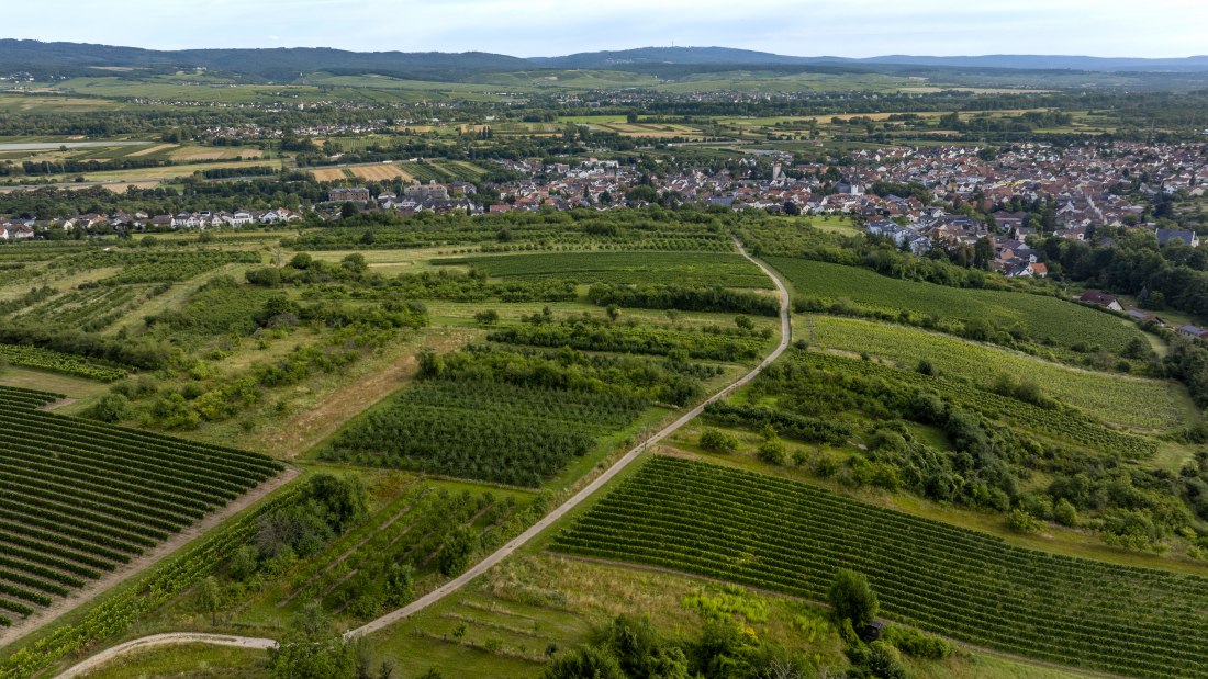 Heidesheimer Geißberg, © Torsten Silz Heidesheimer Geißberg, © Torsten Silz