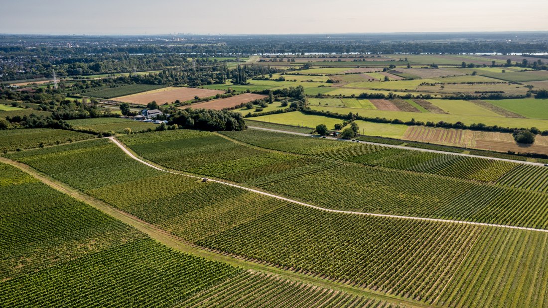 Bodenheimer Mönchspfad Bodenheimer Mönchspfad