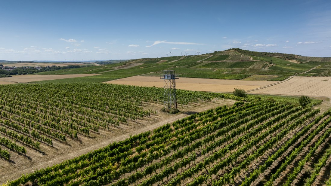 Gau-Odernheimer Ölberg, © Torstein Silz Gau-Odernheimer Ölberg, © Torstein Silz