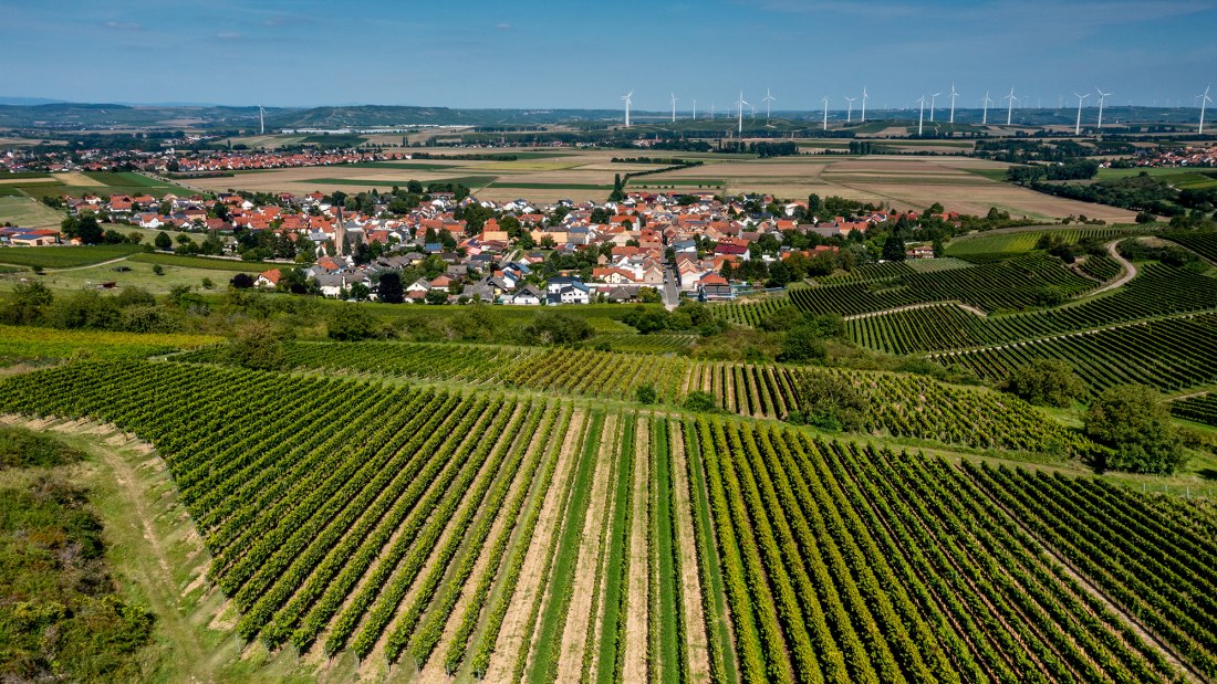 Siefersheimer Goldenes Horn Siefersheimer Goldenes Horn