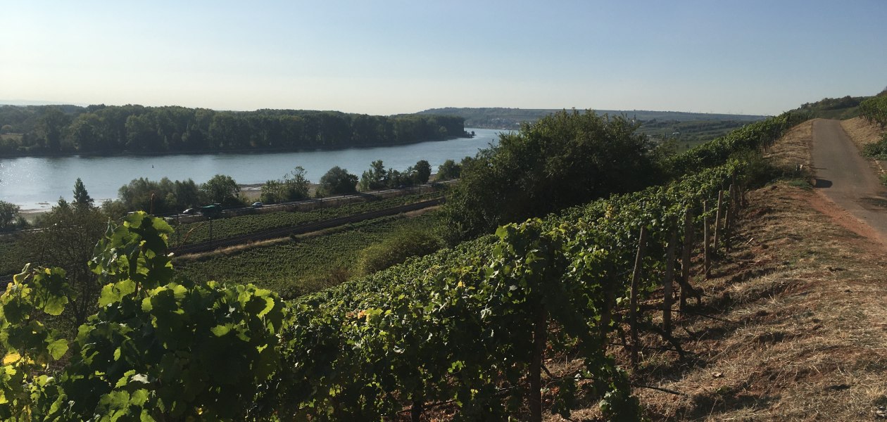 Regional, © Weingut Sans-Lorch Regional, © Weingut Sans-Lorch