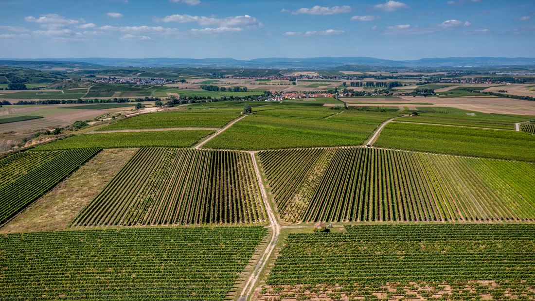 Eckelsheimer Kirchberg Eckelsheimer Kirchberg