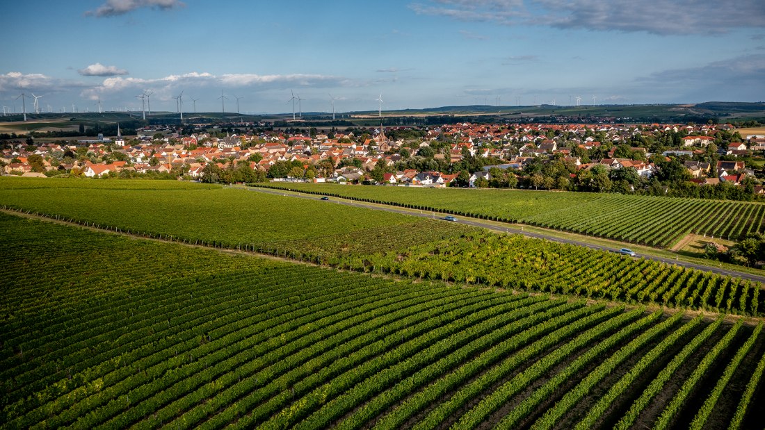 Wöllsteiner Äffchen Wöllsteiner Äffchen