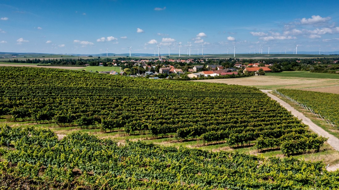 Armsheimer Goldstückchen Armsheimer Goldstückchen