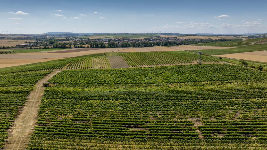Gau-Odernheimer Ölberg, © Torsten Silz Gau-Odernheimer Ölberg, © Torsten Silz