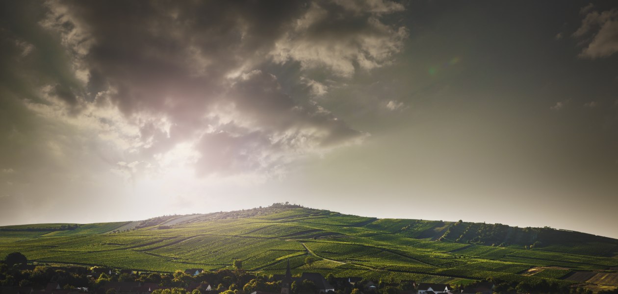 Weingut Bretz_Landschaft, © Weingut Bretz Weingut Bretz_Landschaft, © Weingut Bretz