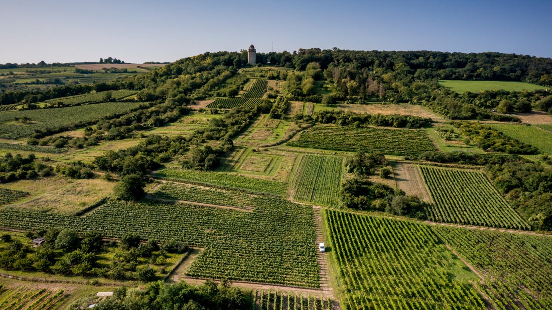 Gau-Algesheimer Steinert Gau-Algesheimer Steinert
