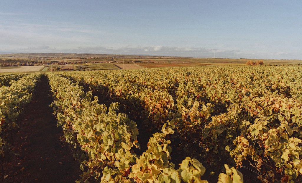 Lorenz-Weinreben, © Weingut Lorenz Lorenz-Weinreben, © Weingut Lorenz