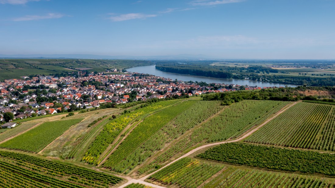 Niersteiner Parterberg-DJI_0222-178, © Torsten Silz Niersteiner Parterberg-DJI_0222-178, © Torsten Silz
