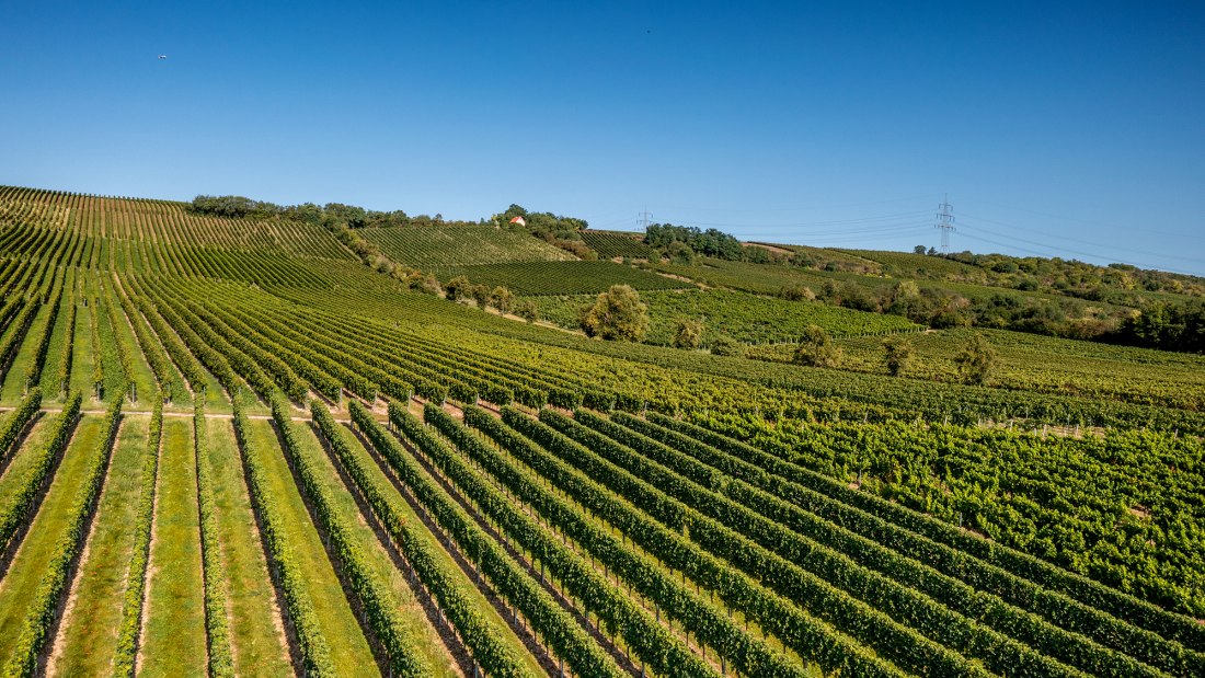 Bodenheimer Mönchspfad Bodenheimer Mönchspfad