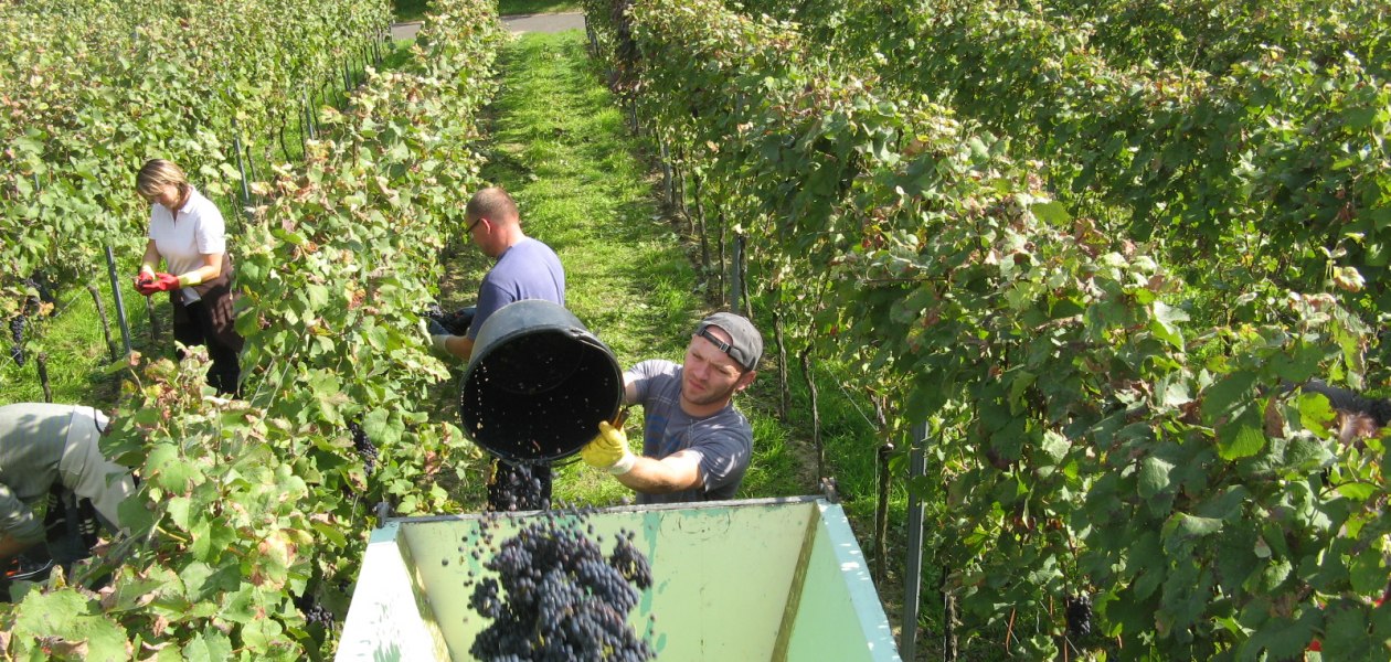 Weinlese im Schloßgut Schmitt Guntersblum, © Schloßgut Schmitt Weinlese im Schloßgut Schmitt Guntersblum, © Schloßgut Schmitt