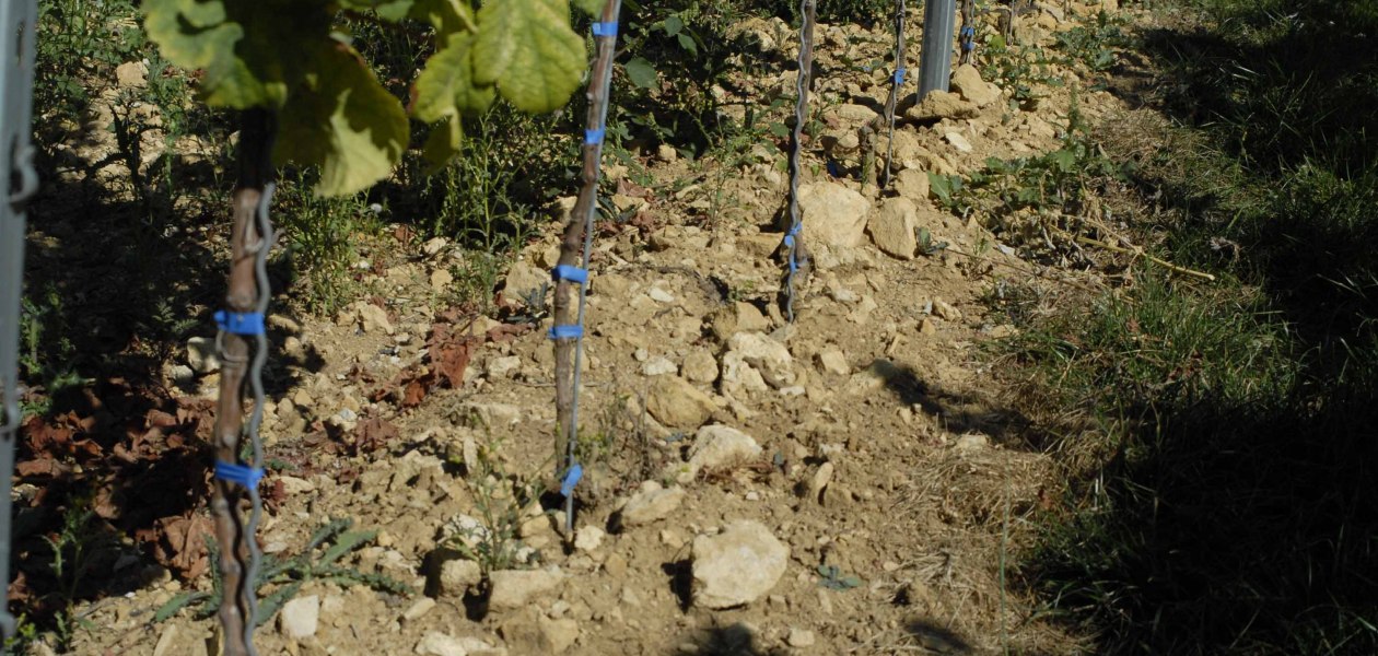 Weingut Eller_Reben, © Weingut Eller Weingut Eller_Reben, © Weingut Eller