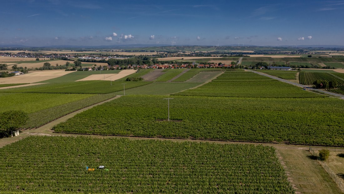 Friesenheimer Bergpfad Friesenheimer Bergpfad