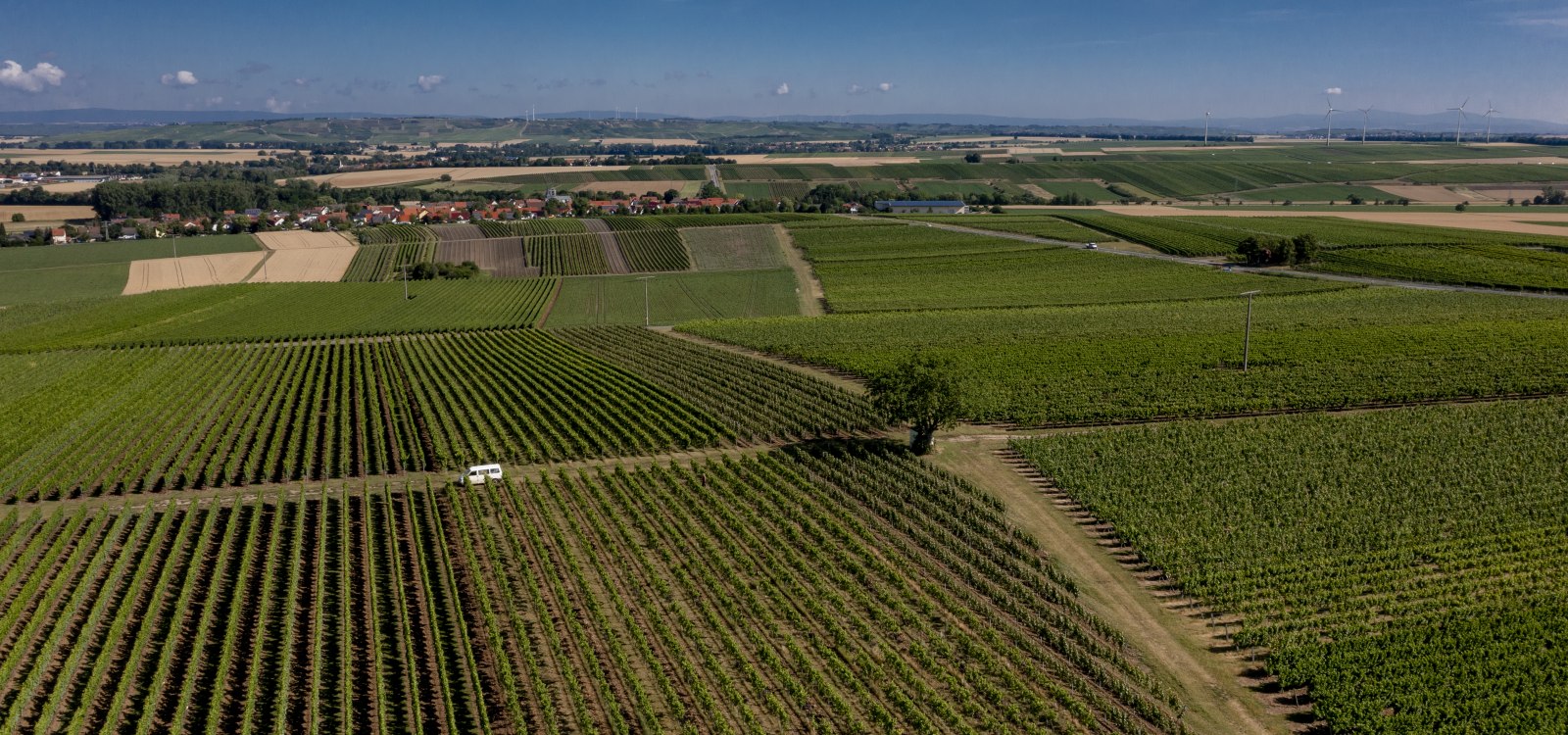 Friesenheimer Bergpfad Friesenheimer Bergpfad