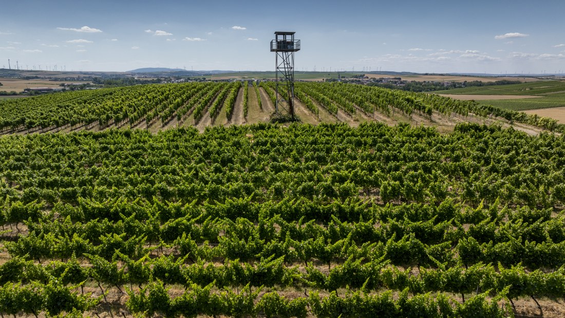 Gau-Odernheimer Ölberg, © Torsten Silz Gau-Odernheimer Ölberg, © Torsten Silz