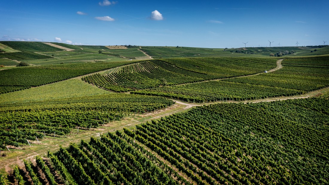 Armsheimer Goldstückchen Armsheimer Goldstückchen