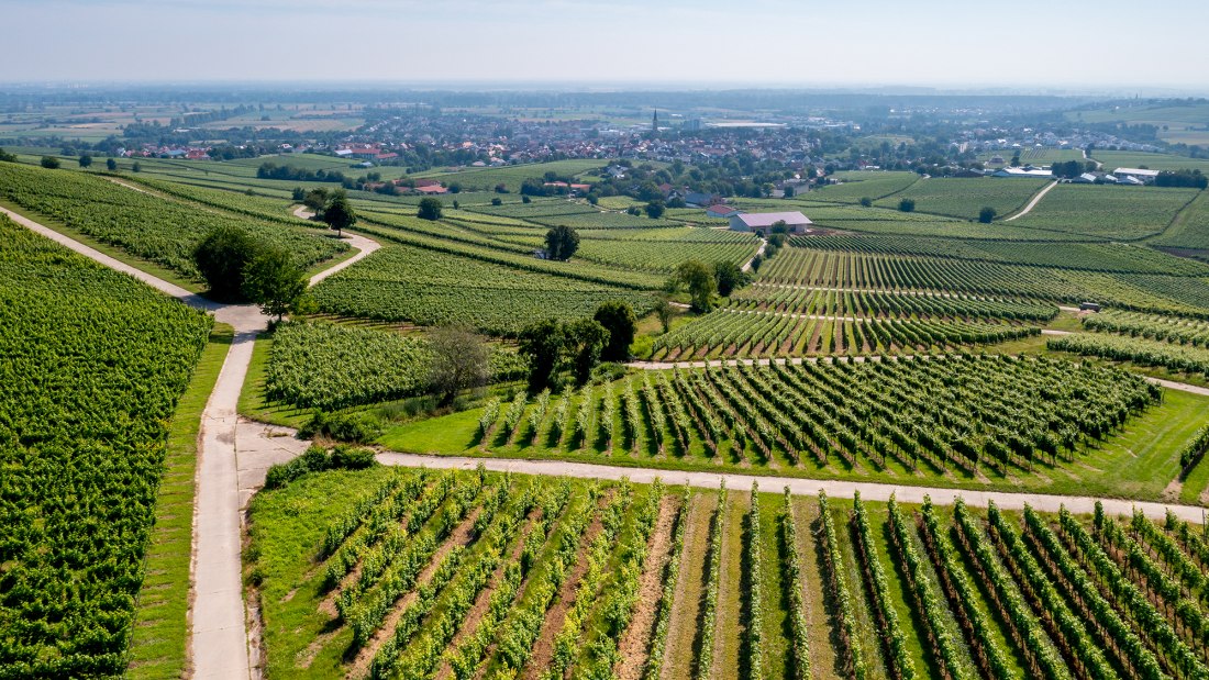 Bodenheimer Hoch Bodenheimer Hoch