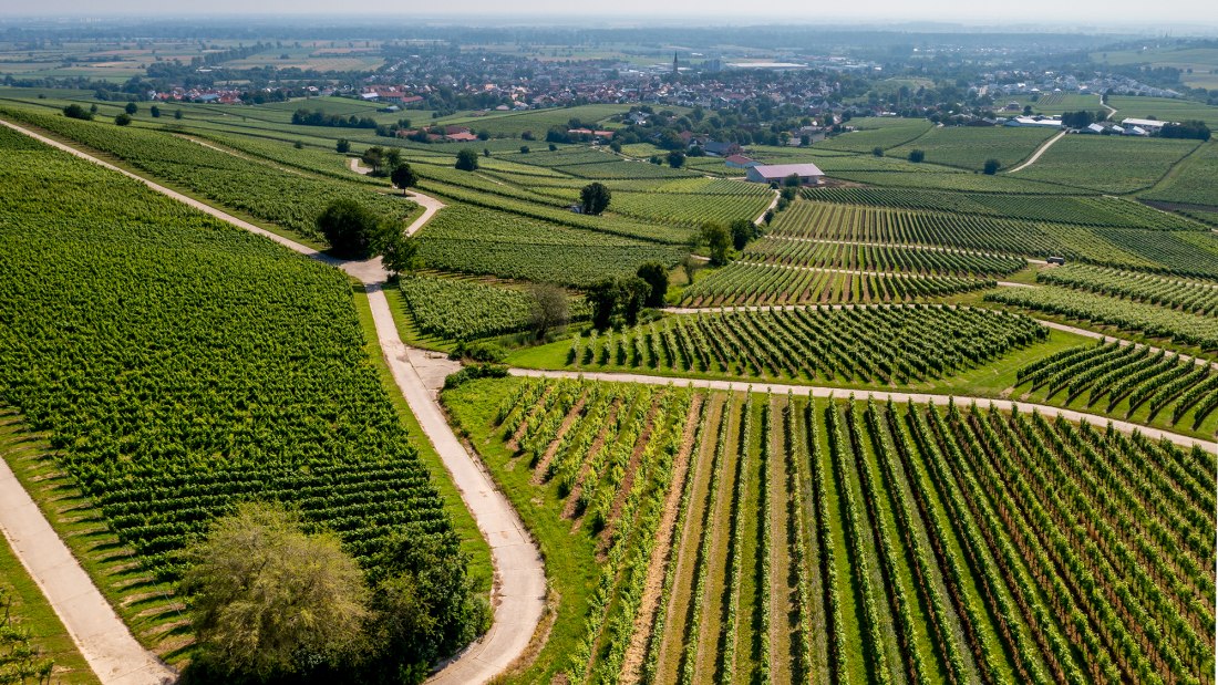 Bodenheimer Hoch Bodenheimer Hoch