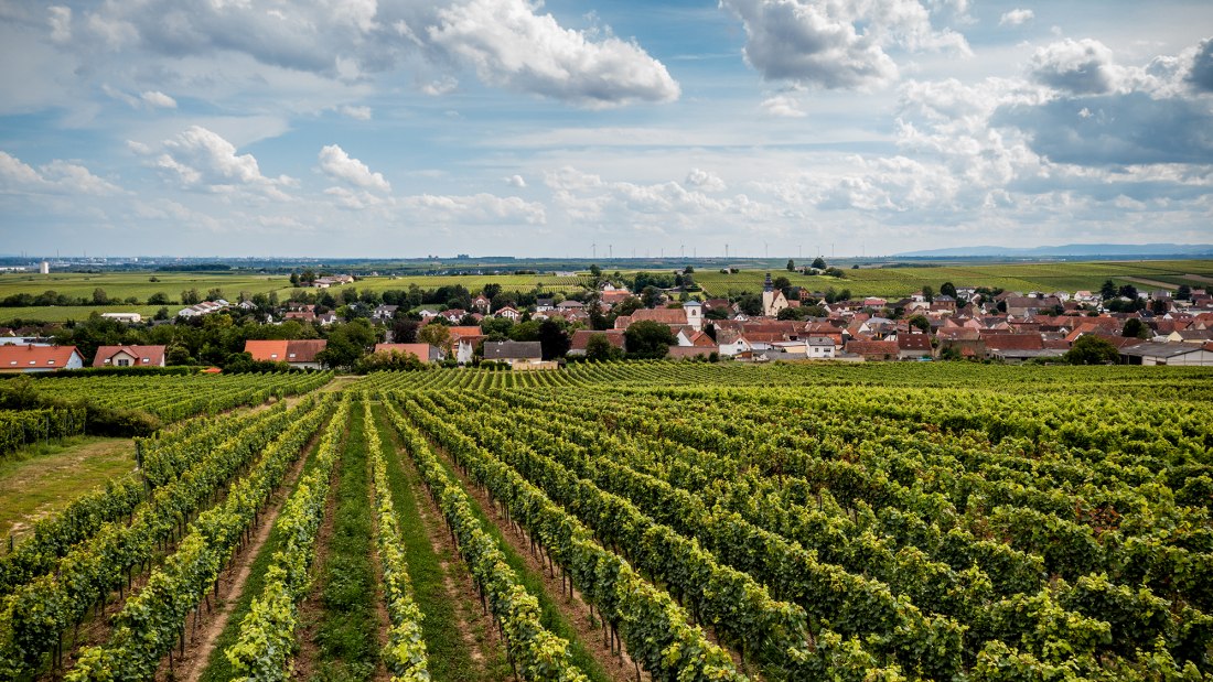 Bechtheimer Rosengarten Bechtheimer Rosengarten