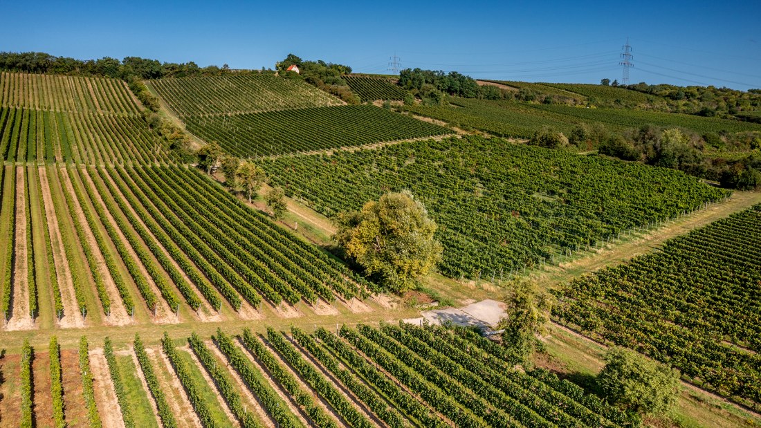 Bodenheimer Mönchspfad Bodenheimer Mönchspfad