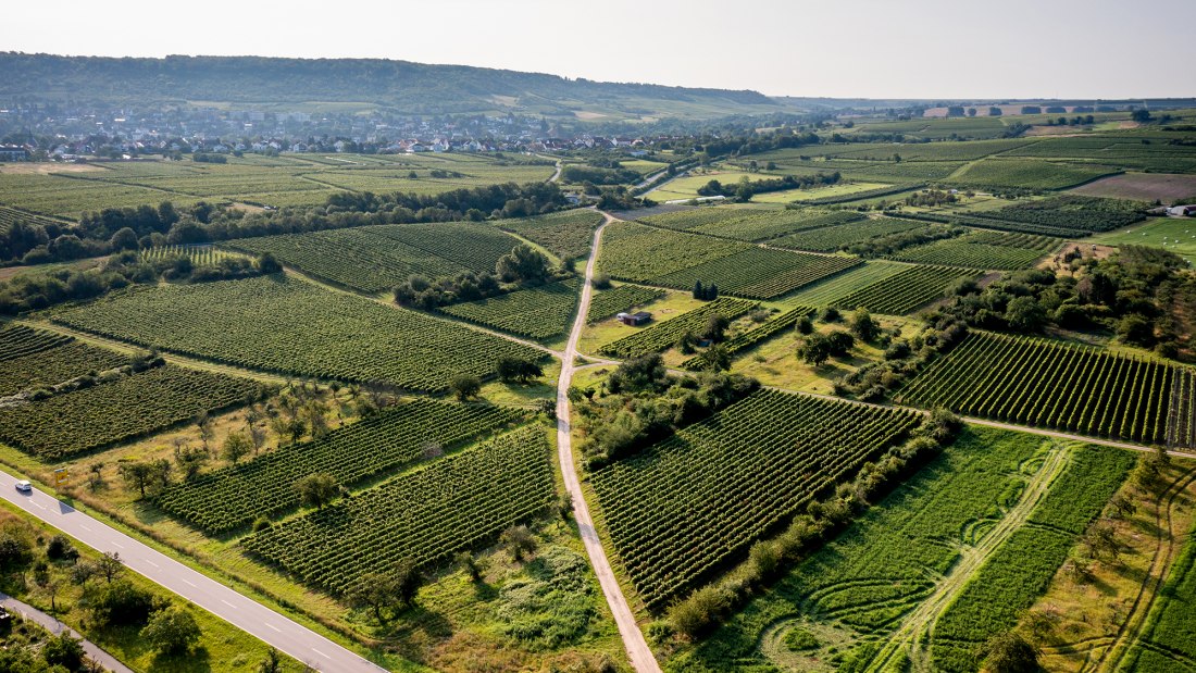 Gau-Algesheimer Steinert Gau-Algesheimer Steinert