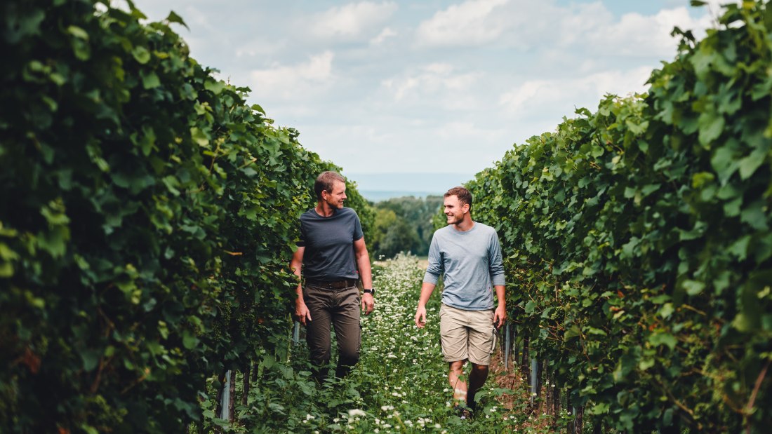 Weingut Kissinger_Weinberg, © Clemens Hess Weingut Kissinger_Weinberg, © Clemens Hess