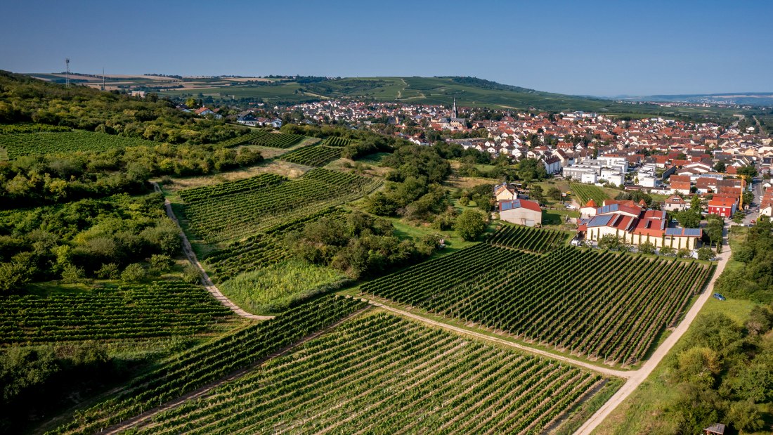 Gau-Algesheimer Steinert Gau-Algesheimer Steinert