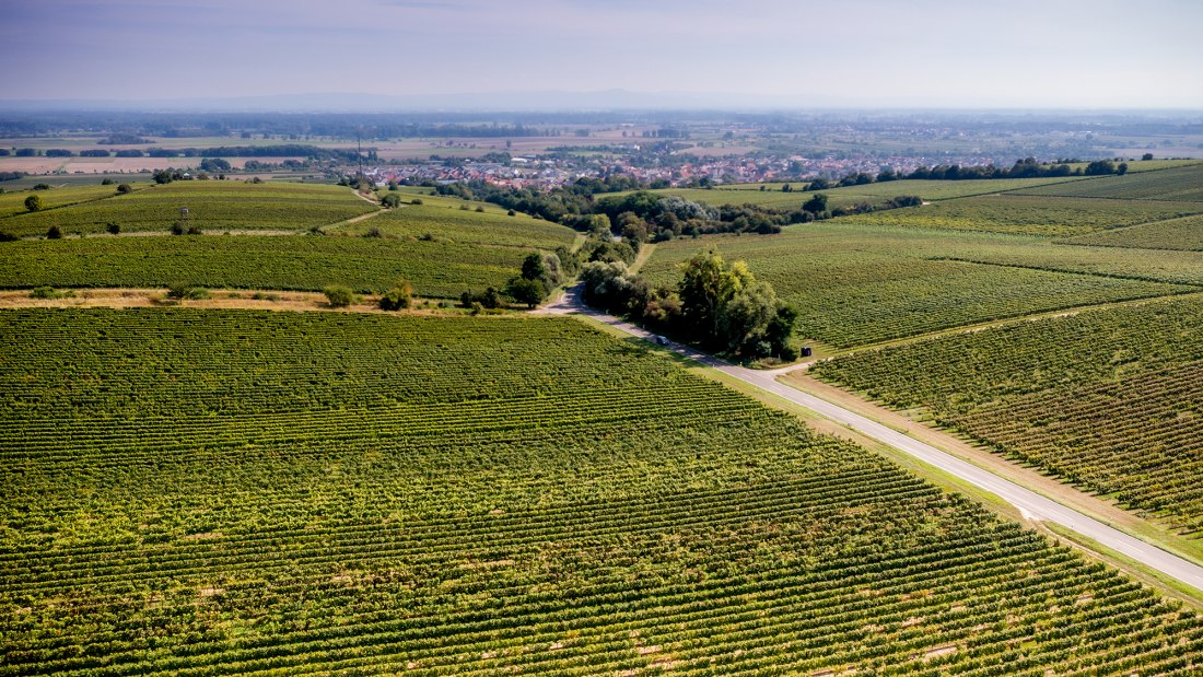 Guntersblumer Steig-Terrassen Guntersblumer Steig-Terrassen