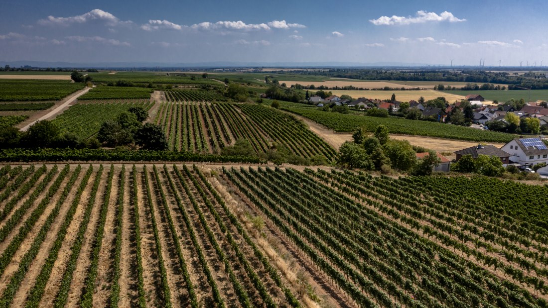 Monsheimer Rosengarten Monsheimer Rosengarten