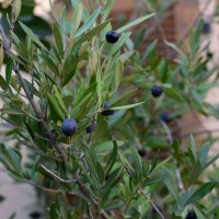 Rheinhessische Oliven Rheinhessische Oliven