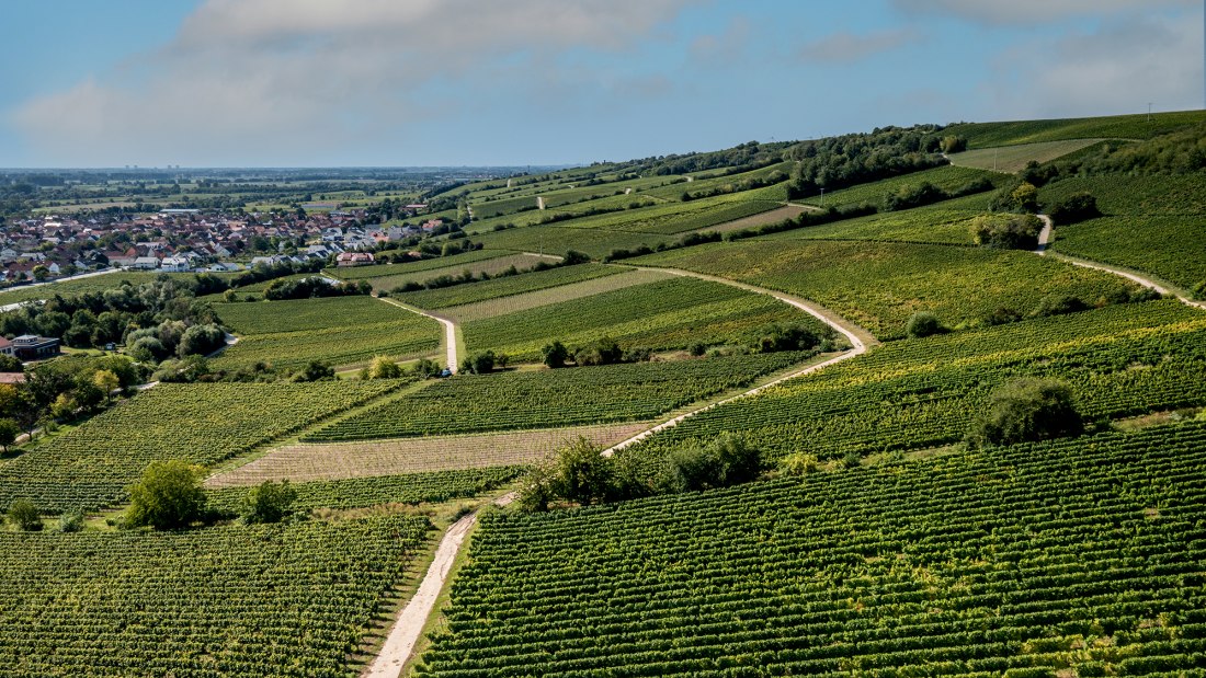 Oppenheimer Kreuz Oppenheimer Kreuz