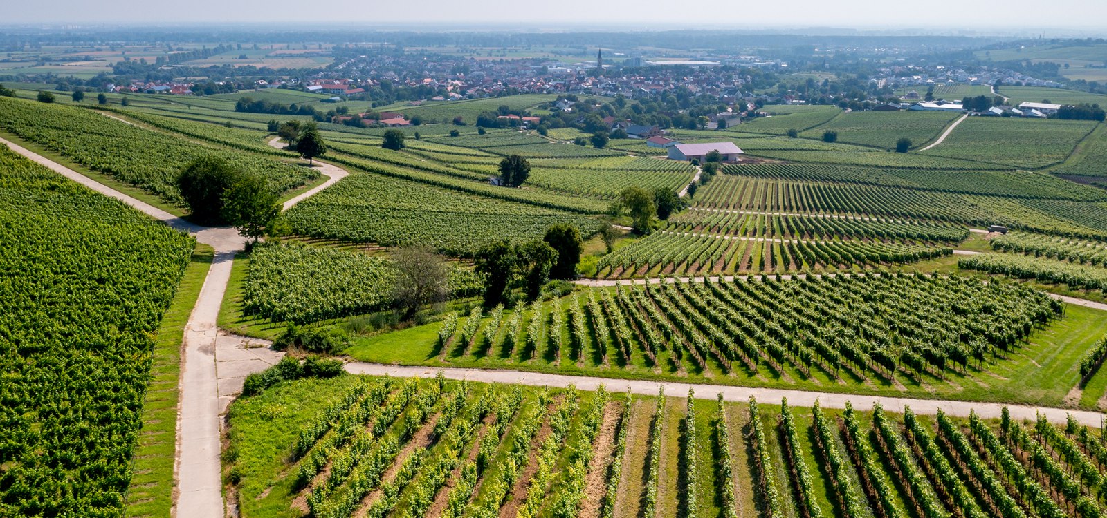 Bodenheimer Hoch Bodenheimer Hoch