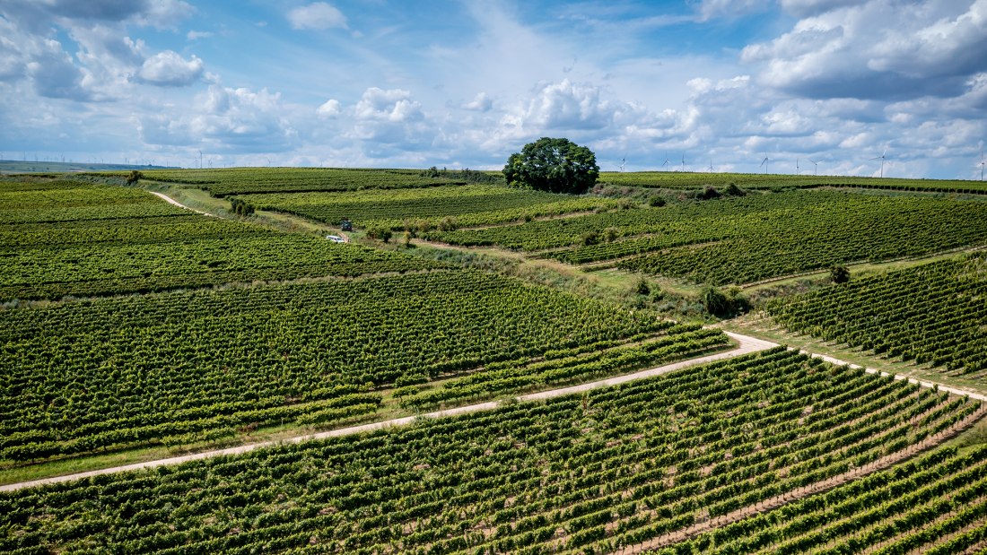 Bechtheimer Geyersberg Bechtheimer Geyersberg