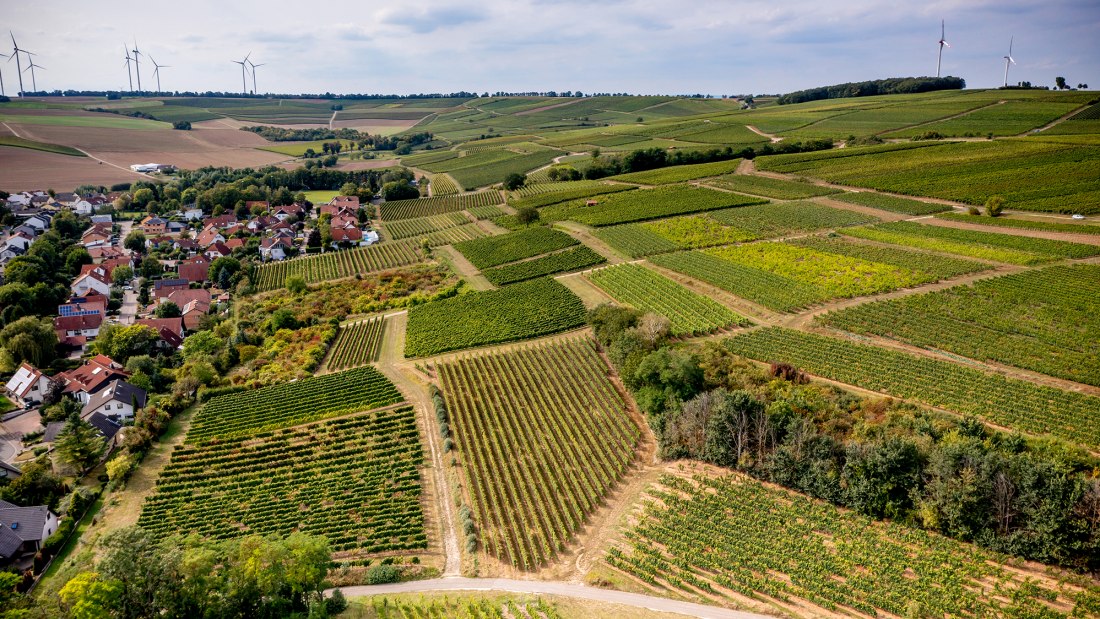 Weinheimer Kapellenberg Weinheimer Kapellenberg