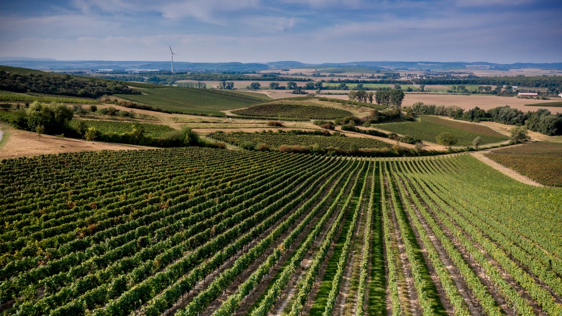Sprendlinger Wißberg Sprendlinger Wißberg