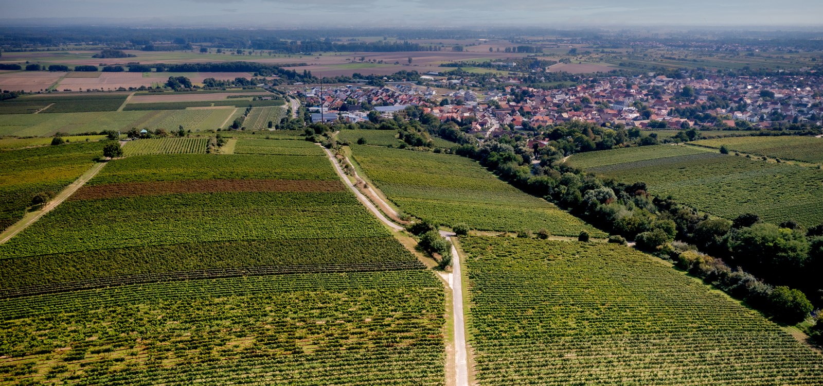 Guntersblumer Steig-Terrassen Guntersblumer Steig-Terrassen