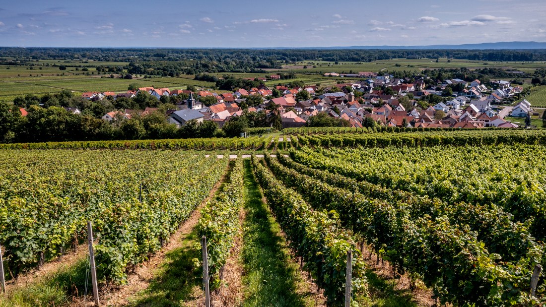 Dienheimer Tafelstein Dienheimer Tafelstein