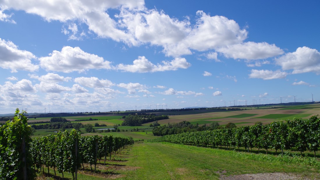 Weingut Bernhard_Weinberge 2, © Weingut Bernhard Weingut Bernhard_Weinberge 2, © Weingut Bernhard