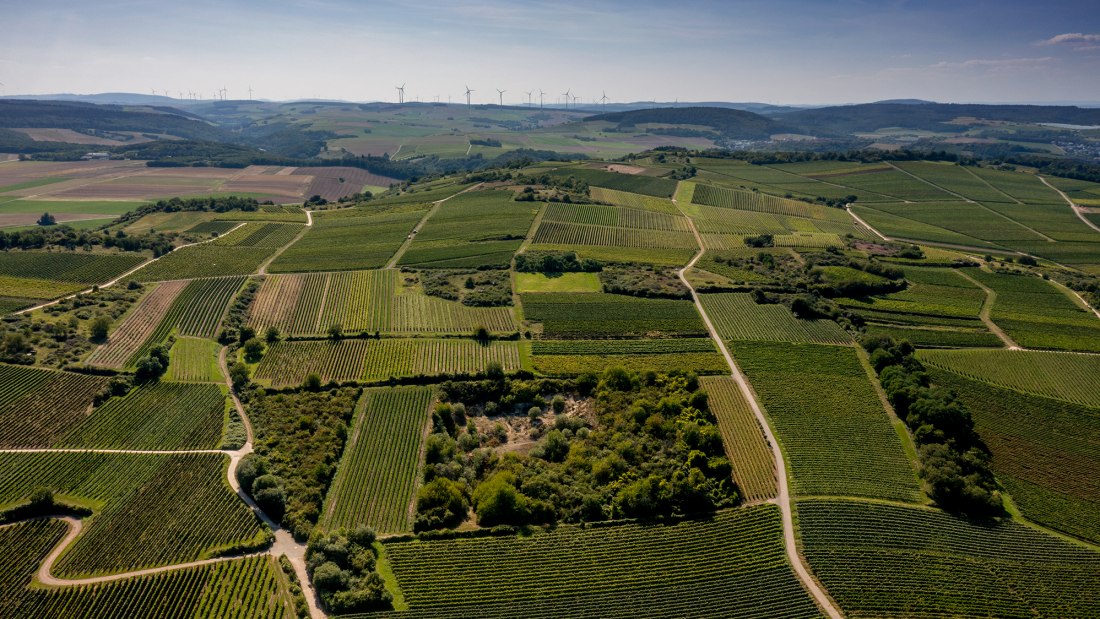 Siefersheimer Goldenes Horn Siefersheimer Goldenes Horn