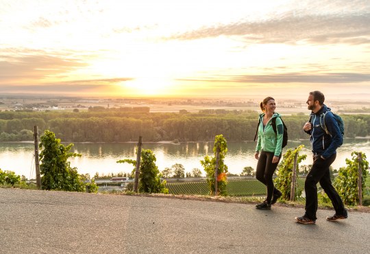Ein Paar wandert auf dem RheinTerrassenWeg mit Blick auf den Rhein., © Dominik Ketz, Rheinhessen-Touristik GmbH Ein Paar wandert durch Weinberge, im Hintergrund ein Fluss