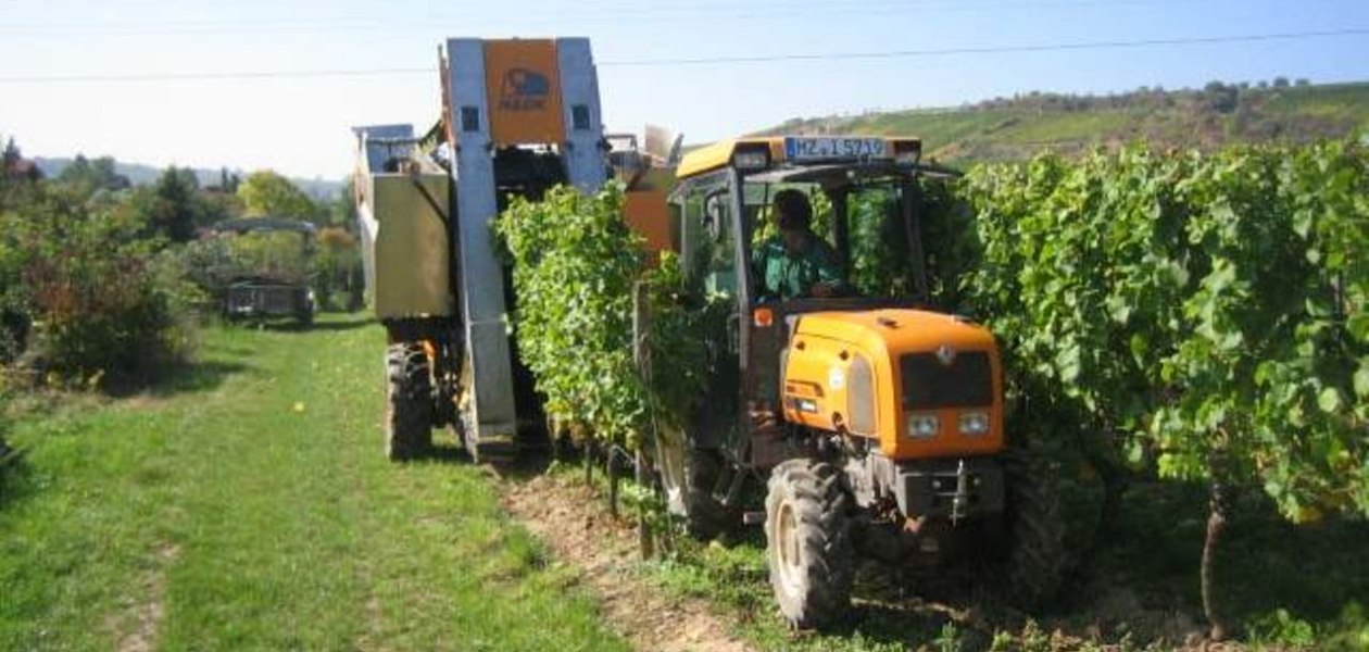 Weingut Heise am Kranzberg_Weinlese, © Weingut Heise am Kranzberg Weingut Heise am Kranzberg_Weinlese, © Weingut Heise am Kranzberg
