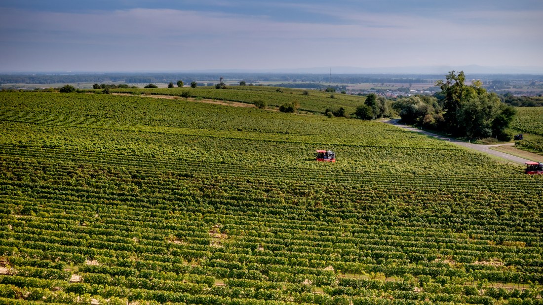 Guntersblumer Steig-Terrassen Guntersblumer Steig-Terrassen