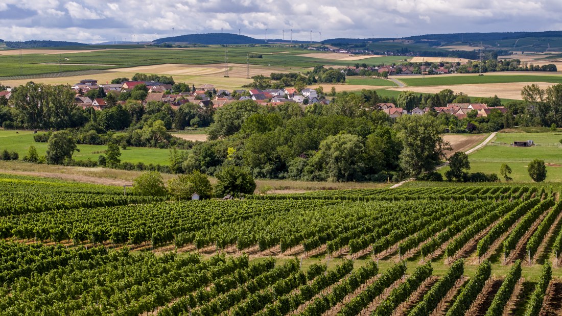 Badenheimer Galgenberg Badenheimer Galgenberg