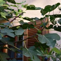 Feigenbaum im Garten Feigenbaum im Garten