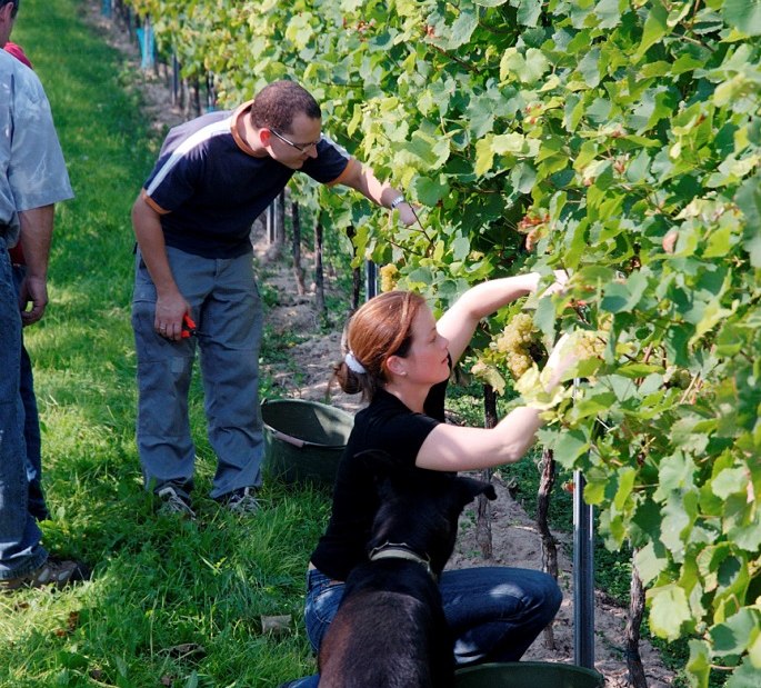 Weingut Lamberth_Weinlese, © Weingut Lamberth Weingut Lamberth_Weinlese, © Weingut Lamberth